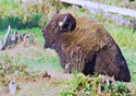 Bison bison